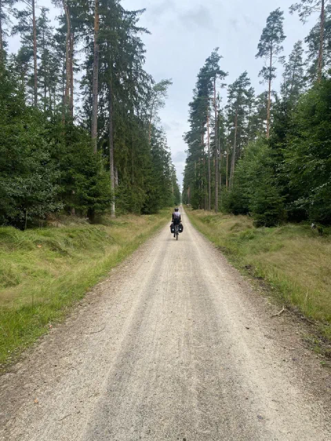 Rider far down a straight gravel road between tall spruces