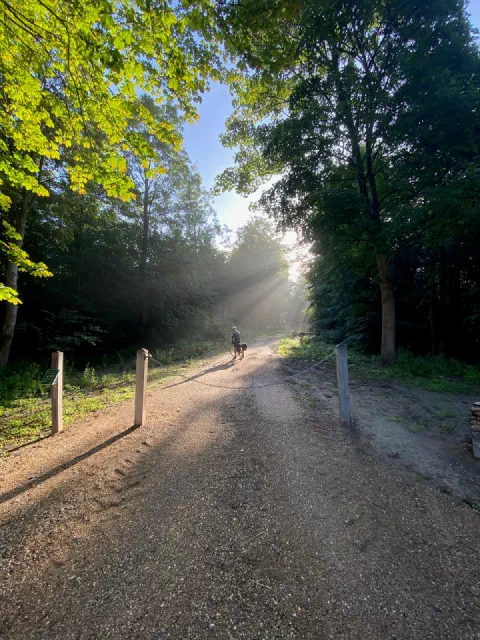 Rays of light through a forest over a gravel path, a rider far ahead