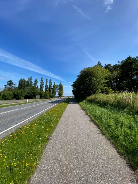 Cycle path beside a road lined with poplars under a blue sky