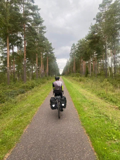 Rider on a straight path between tall pines