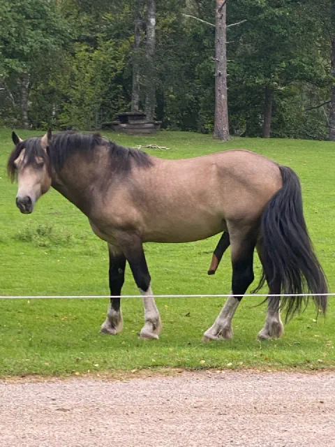 Beige horse with a dark mane in a green pasture