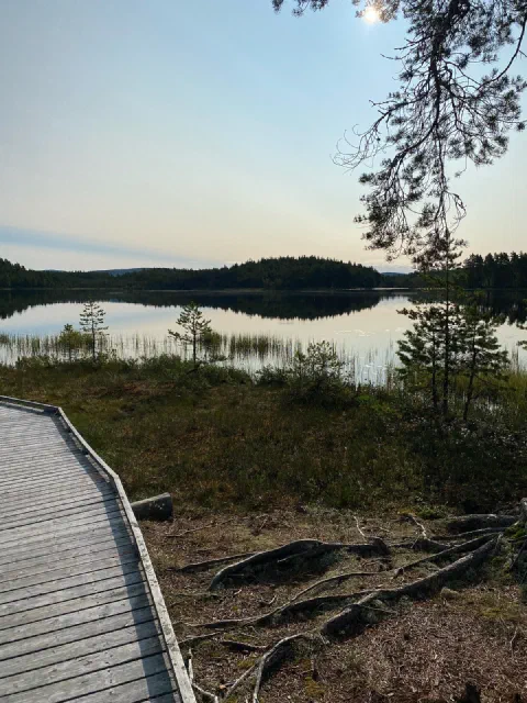 Lake seen from a boardwalk through pine branches, soft evening sky