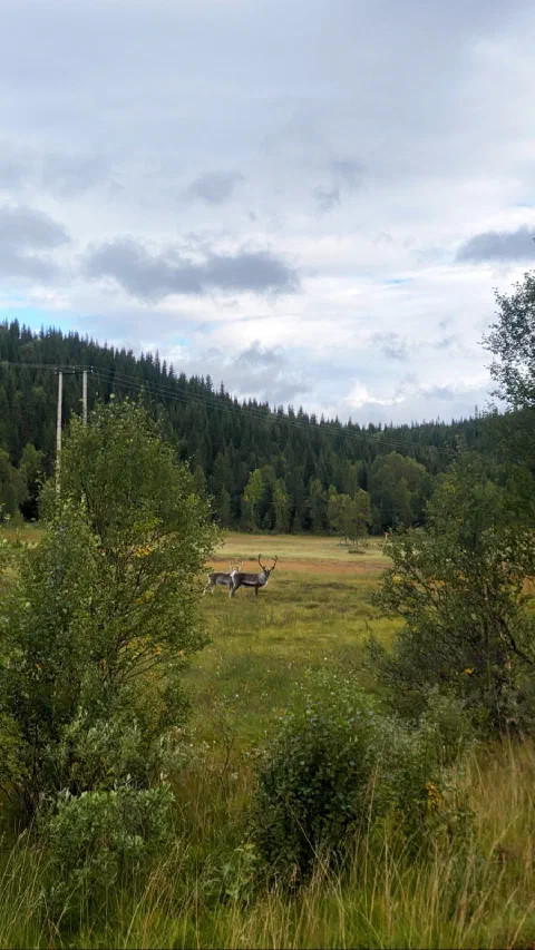 A reindeer in a green meadow in front of a spruce forest